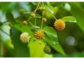 Mitragyna speciosa - Thailand - jemná drť 5g