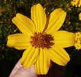 Tagetes lucida - 10X extrakt