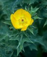 Argemone Mexicana - 25g