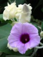 Argyrea nervosa- Hawaii